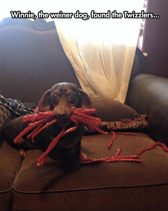 awesome pics and memes - twizzler funny - Winnie, the weiner dog, found the Twizzlers...