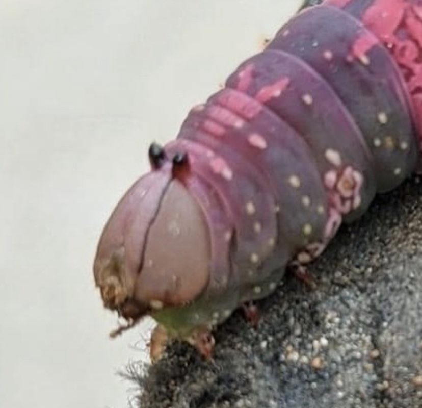 phallic creatures in nature - caterpillar