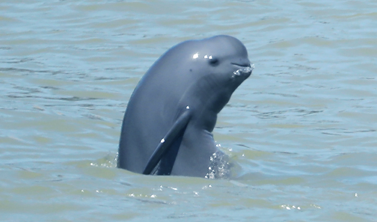 phallic creatures in nature - yangtze finless porpoise