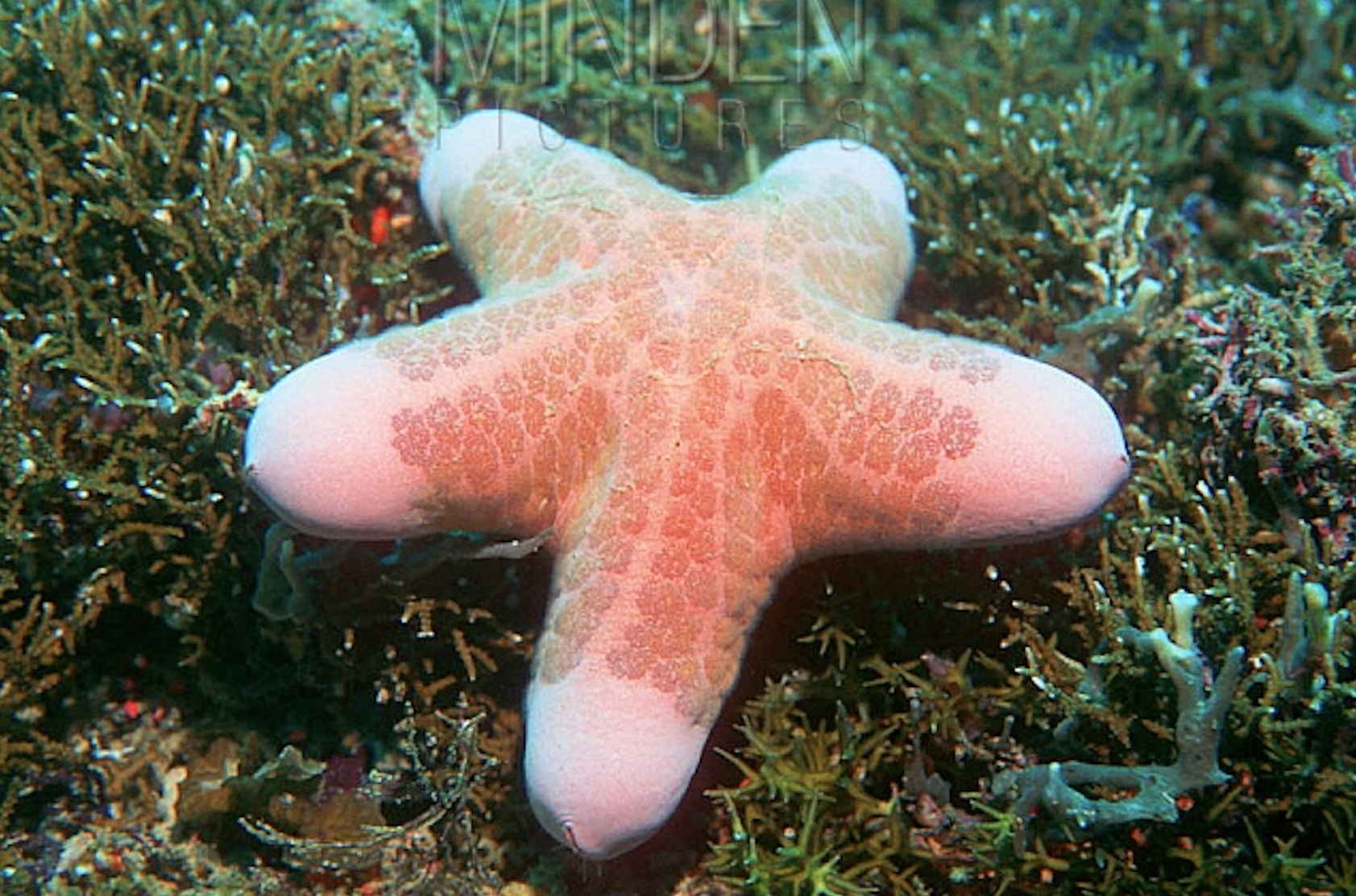 phallic creatures in nature - starfish