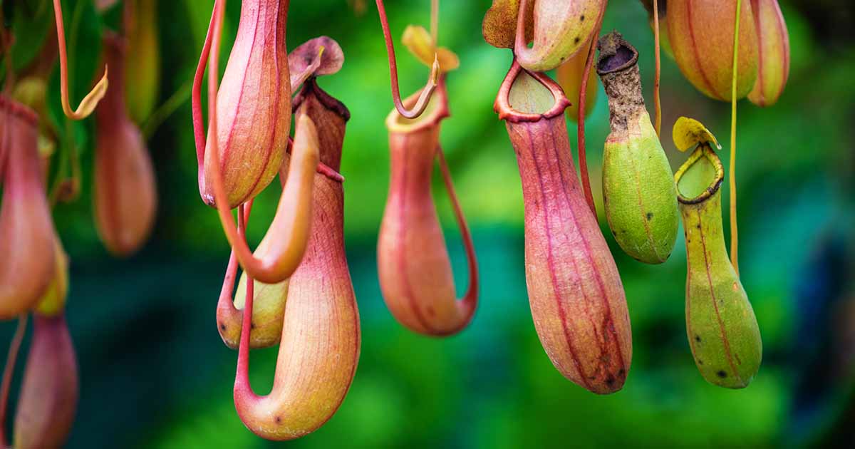 phallic creatures in nature - pitcher plant