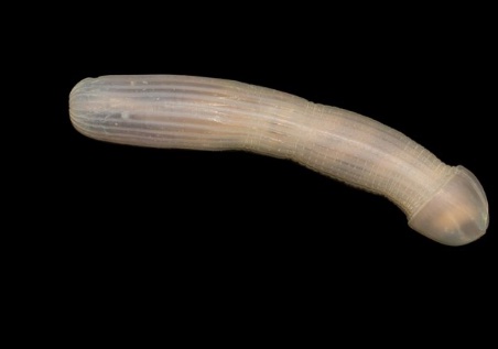 phallic creatures in nature - sea creature that looks like a dick