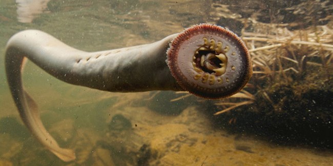 phallic creatures in nature - lamprey eel