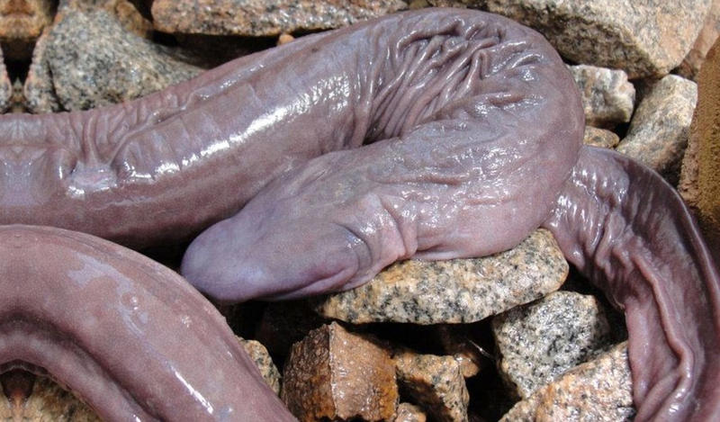 phallic creatures in nature - penis snake