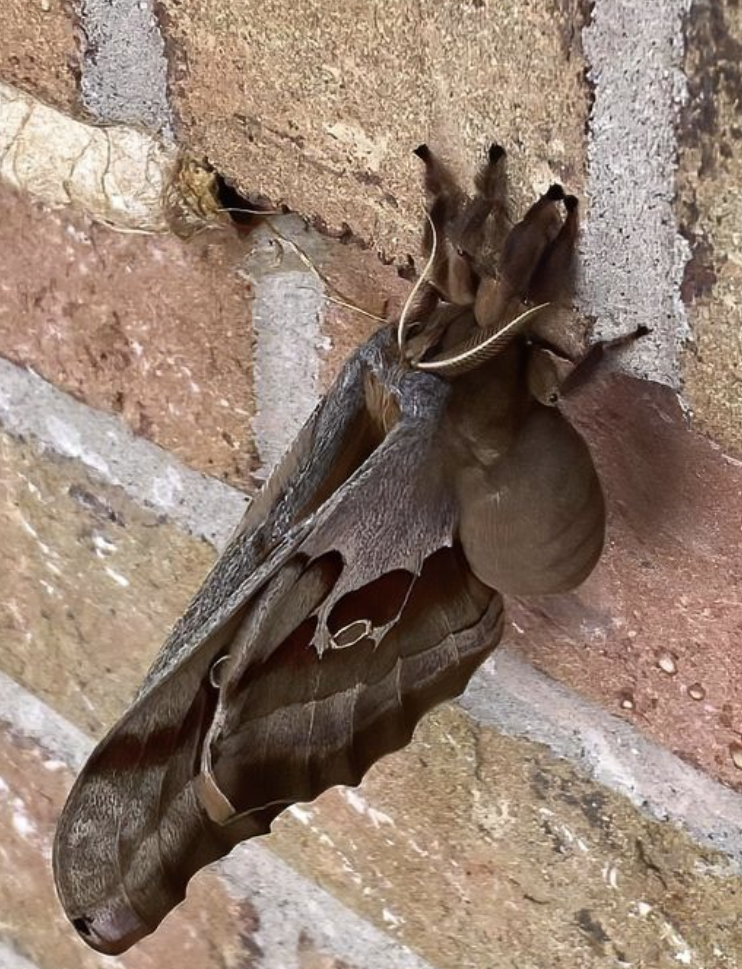 Polyphemus Moth, aka Tarantula with wings.