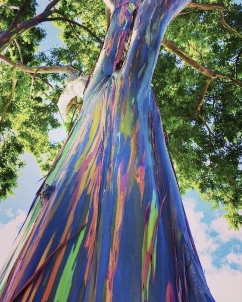 No filter, just the Rainbow Eucalyptus Tree.