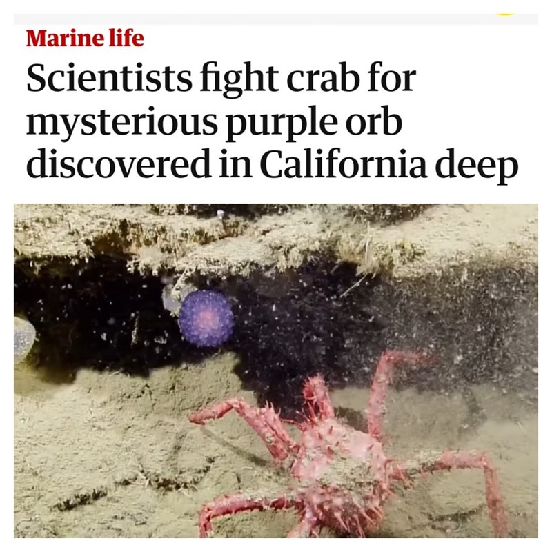 cool pics and memes - water resources - Marine life Scientists fight crab for mysterious purple orb discovered in California deep