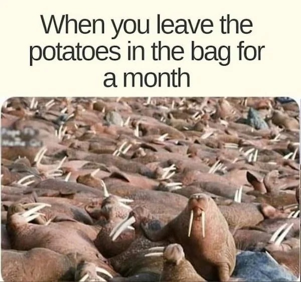 too true memes -  fauna - When you leave the potatoes in the bag for a month