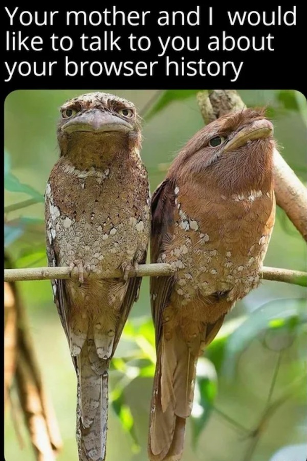too true memes -  ceylon frogmouth - Your mother and I would to talk to you about your browser history