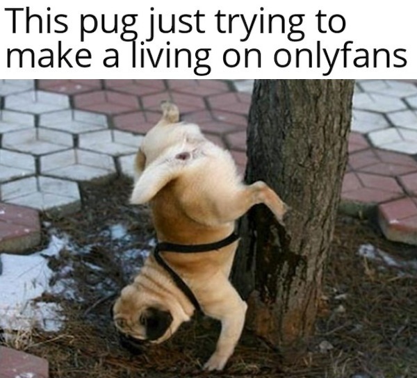 too true memes -  dog - This pug just trying to make a living on onlyfans
