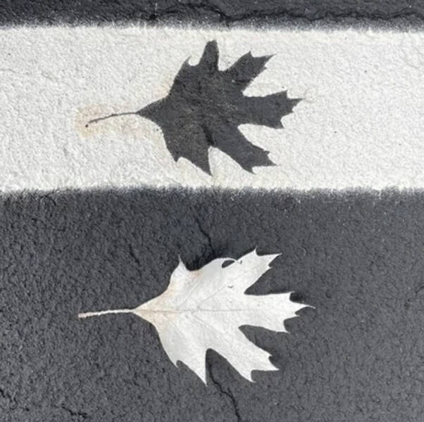 awesome pics and cool thigns - leaf -