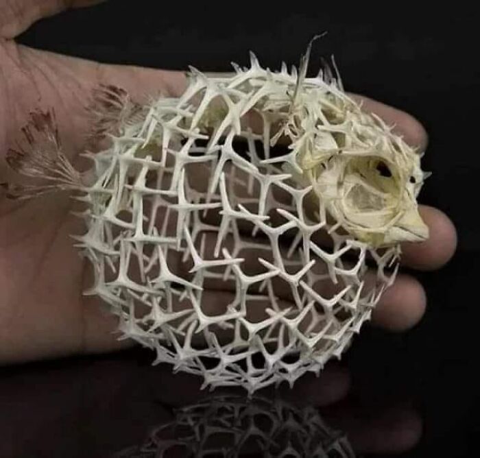 awesome pics and cool thigns - skeleton puffer fish