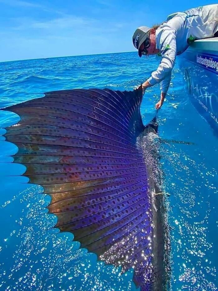 awesome pics and cool thigns - fastest fish in the world - h