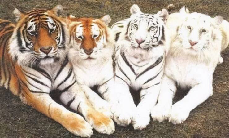 monday morning randomness - different color tigers