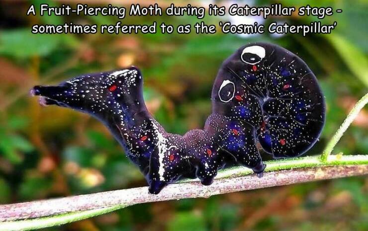 monday morning randomness - fruit piercing moth caterpillar - A FruitPiercing Moth during its Caterpillar stage sometimes referred to as the 'Cosmic Caterpillar