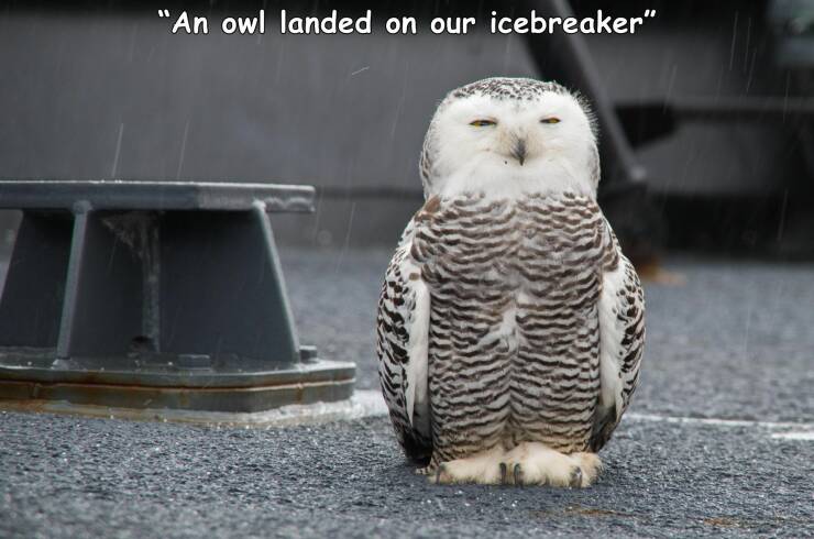 monday morning randomness - owl - "An owl landed on our icebreaker"