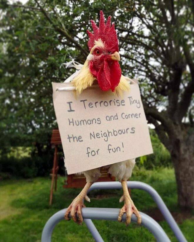 monday morning randomness - rooster shame - Mand I Terrorise Tiny Humans and Corner the Neighbours for fun!