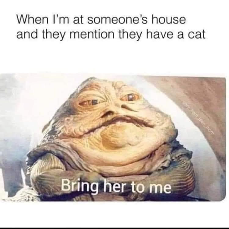 monday morning randomness - Meme - When I'm at someone's house and they mention they have a cat Bring her to me mom