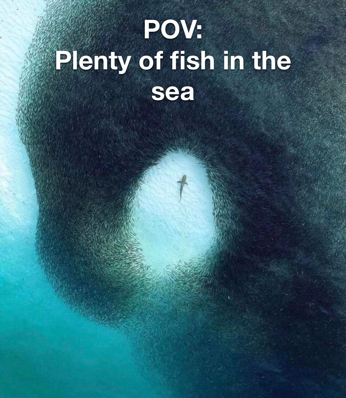 monday morning randomness - Internet meme - Pov Plenty of fish in the sea