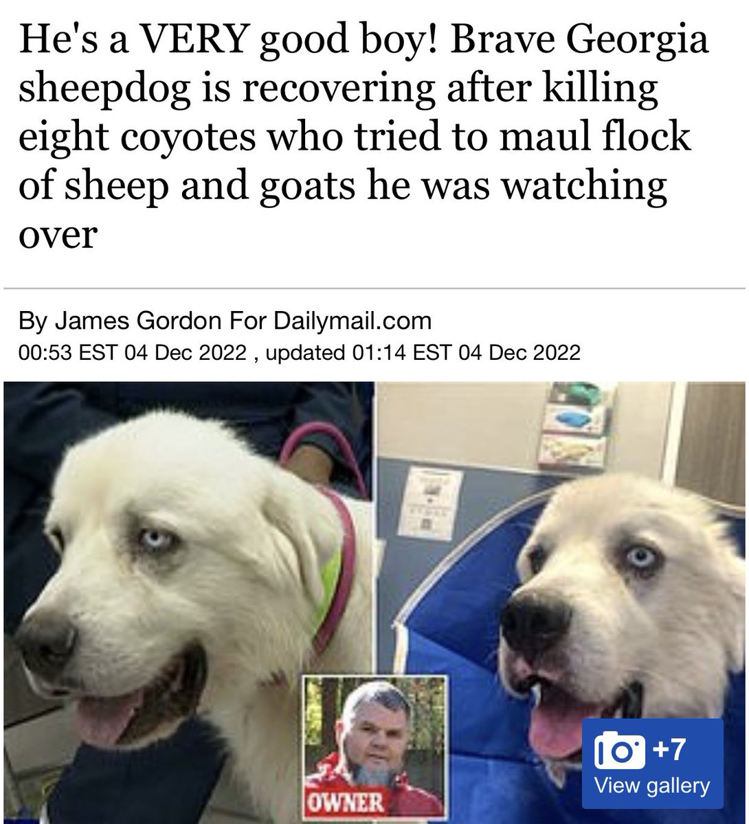 dudes posting their w's - dog - He's a Very good boy! Brave Georgia sheepdog is recovering after killing eight coyotes who tried to maul flock of sheep and goats he was watching over By James Gordon For Dailymail.com Est , updated Est Owner 10 7 View gall