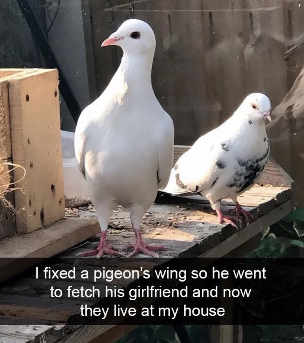 dudes posting their w's - pigeons and doves - I fixed a pigeon's wing so he went to fetch his girlfriend and now they live at my house