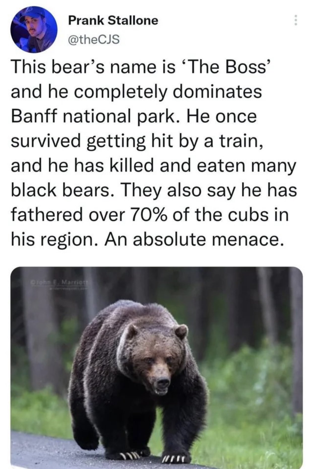 dudes posting their w's - fauna - Prank Stallone This bear's name is 'The Boss' and he completely dominates. Banff national park. He once survived getting hit by a train, and he has killed and eaten many black bears. They also say he has fathered over 70%