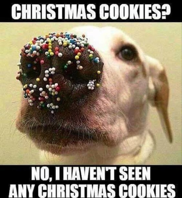 christmas memes funny - Christmas Cookies? No, I Haven'T Seen Any Christmas Cookies