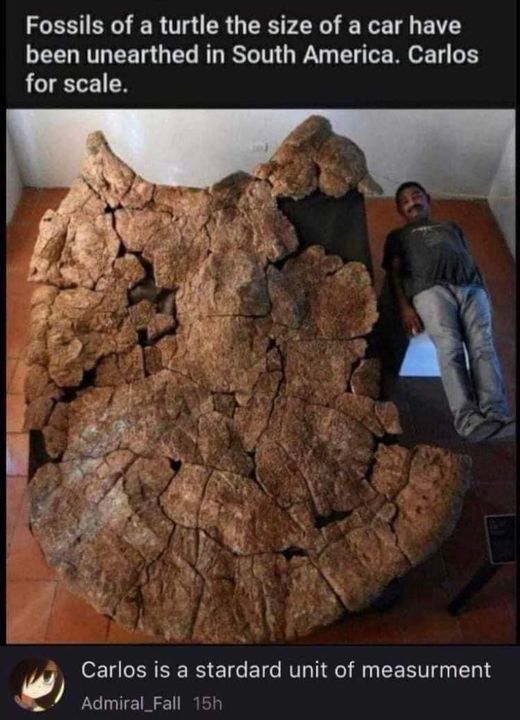 giant turtle south america - Fossils of a turtle the size of a car have been unearthed in South America. Carlos for scale. Carlos is a stardard unit of measurment Admiral Fall 15h