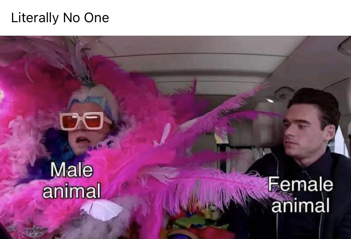 funny memes and pics - fun - Literally No One Male animal Female animal