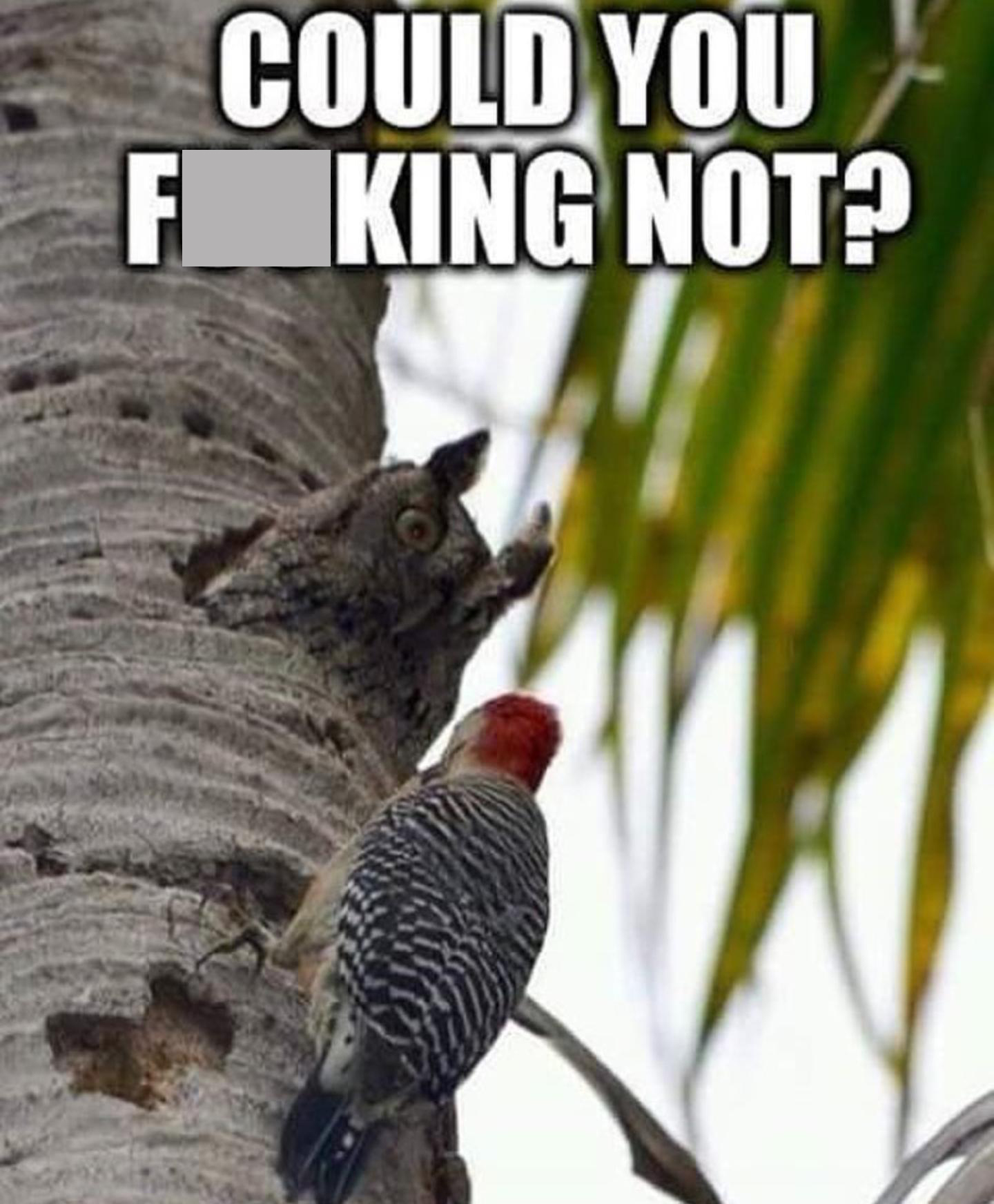 funny memes and pics - fauna - Could You F King Not?