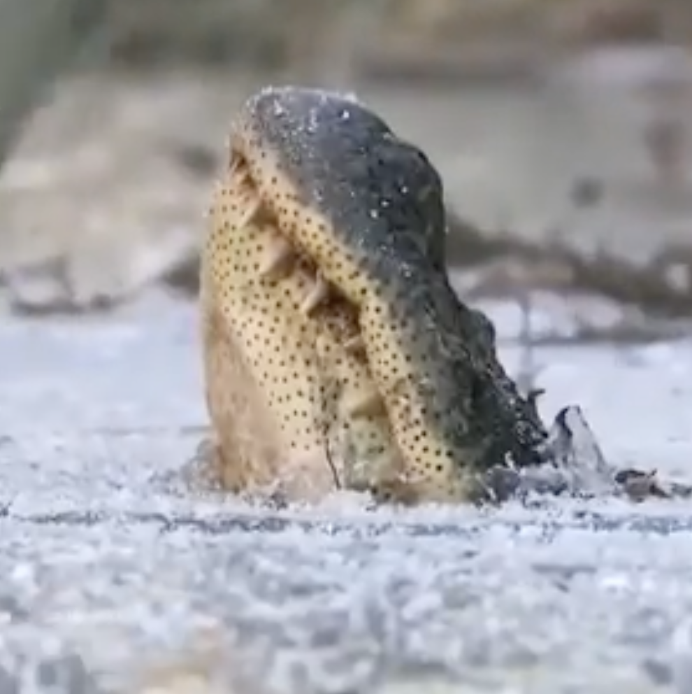 Alligators hibernate in icy waters by sticking their noses up through the ice to breathe.