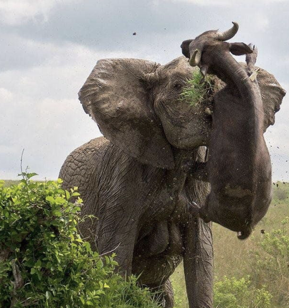 An elephant spears a one-ton buffalo with ease.