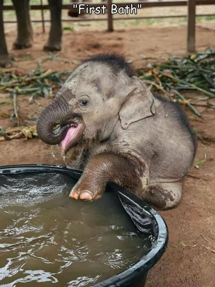 cool pics and memes  - baby elephant - "First Bath"