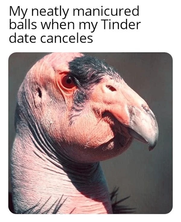 tantric tuesday spicy memes - most ugly bird in the world - My neatly manicured balls when my Tinder date canceles