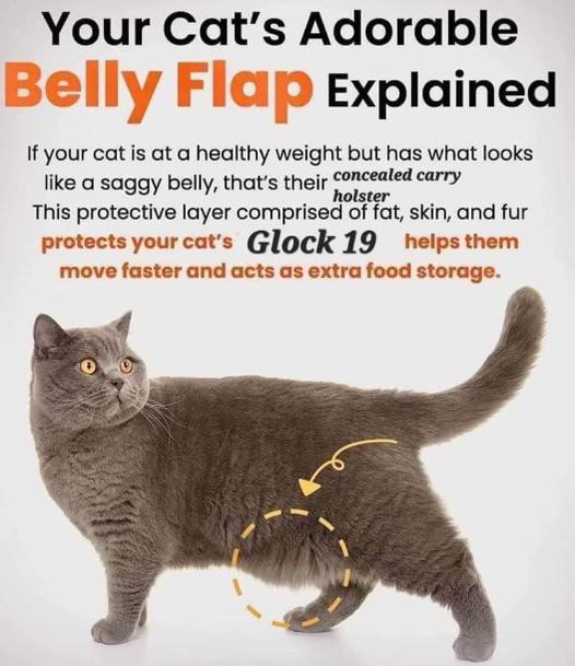 funny dank memes - saggy belly cat - Your Cat's Adorable Belly Flap Explained holster If your cat is at a healthy weight but has what looks a saggy belly, that's their concealed carry This protective layer comprised of fat, skin, and fur protects your cat