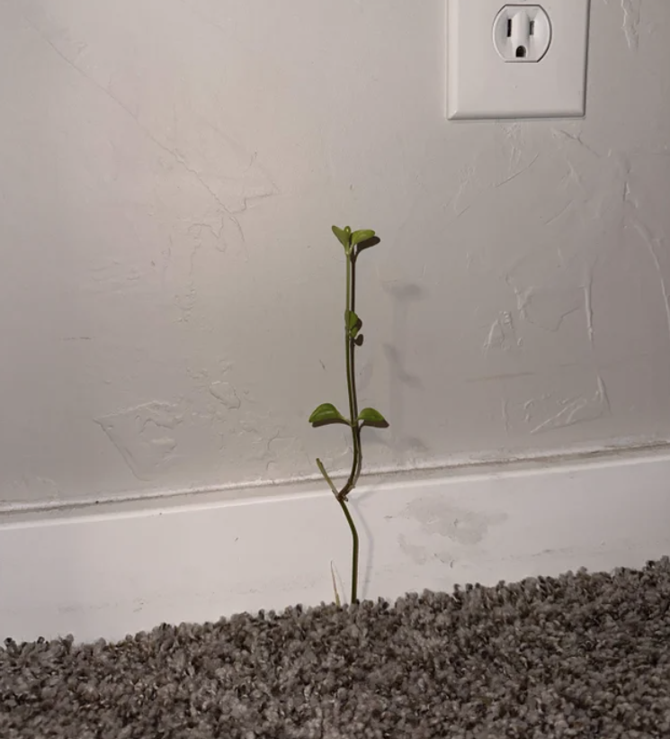 A plant growing up through the carpet of an apartment.