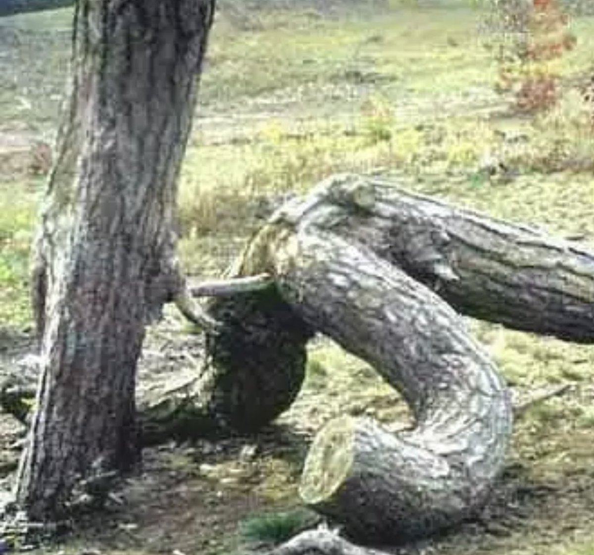 the best of bizarre content - funny trees