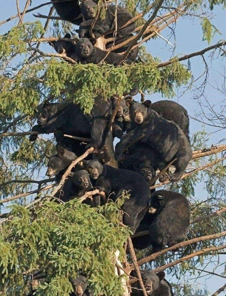 the best of bizarre content - bears in a tree