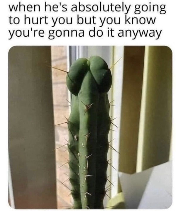 spicy meems - you know he's gonna hurt you cactus meme - when he's absolutely going to hurt you but you know you're gonna do it anyway