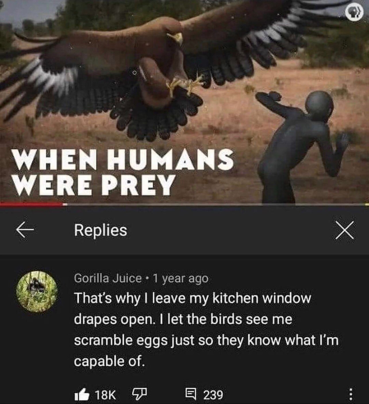 funny and savage youtube comments - humans were prey meme - When Humans Were Prey Replies x Gorilla Juice 1 year ago That's why I leave my kitchen window drapes open. I let the birds see me scramble eggs just so they know what I'm capable of. 18K 4 239