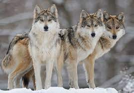common misconceptions - group of wolves - Xoxdy Na We