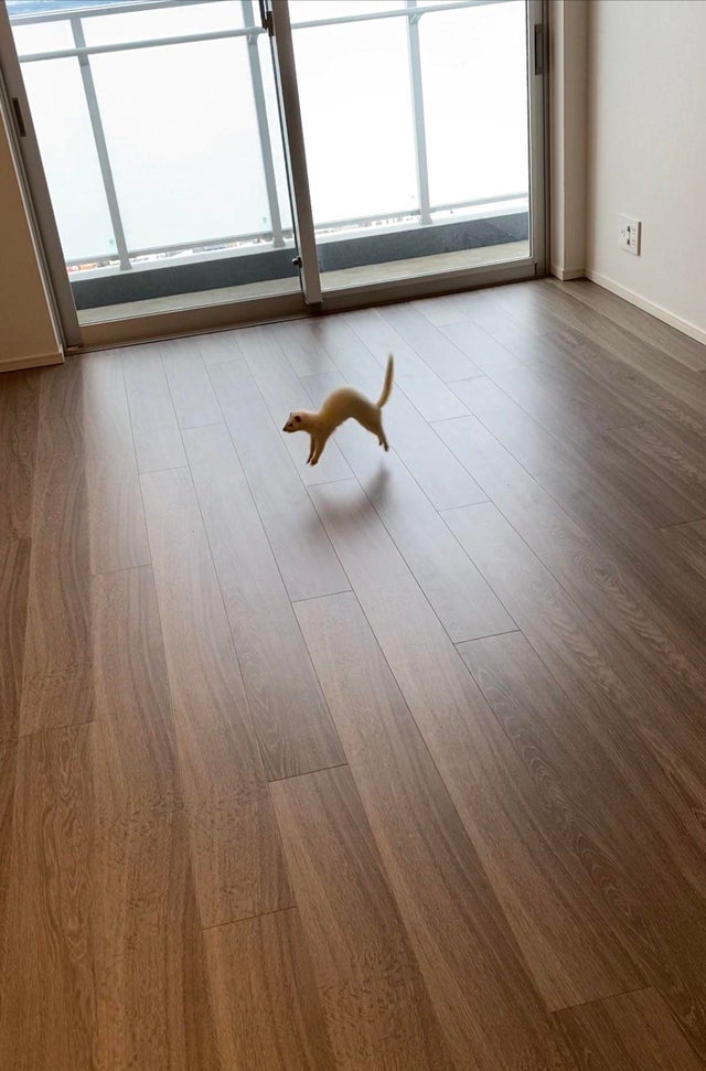 ferret jumping in room