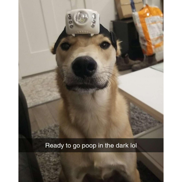 dog - Ready to go poop in the dark lol