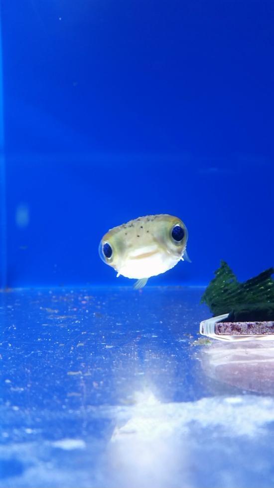 pufferfish baby