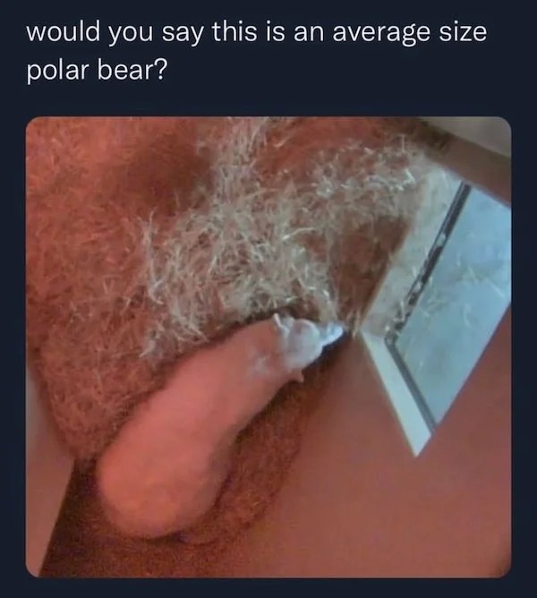 spicy sex memes - jaw - would you say this is an average size polar bear?