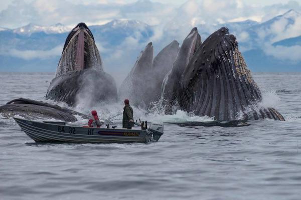 funny random pics and memes - humpback whales feeding in alaska