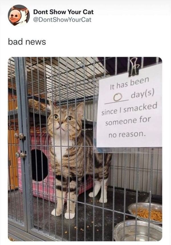 funny comments and replies - animal shelter - Dont Show Your Cat bad news Tixin Xxi It has been O days since I smacked someone for no reason.