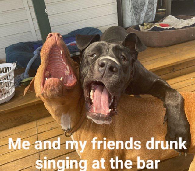 dank memes and pics - dog - Poul Me and my friends drunk singing at the bar
