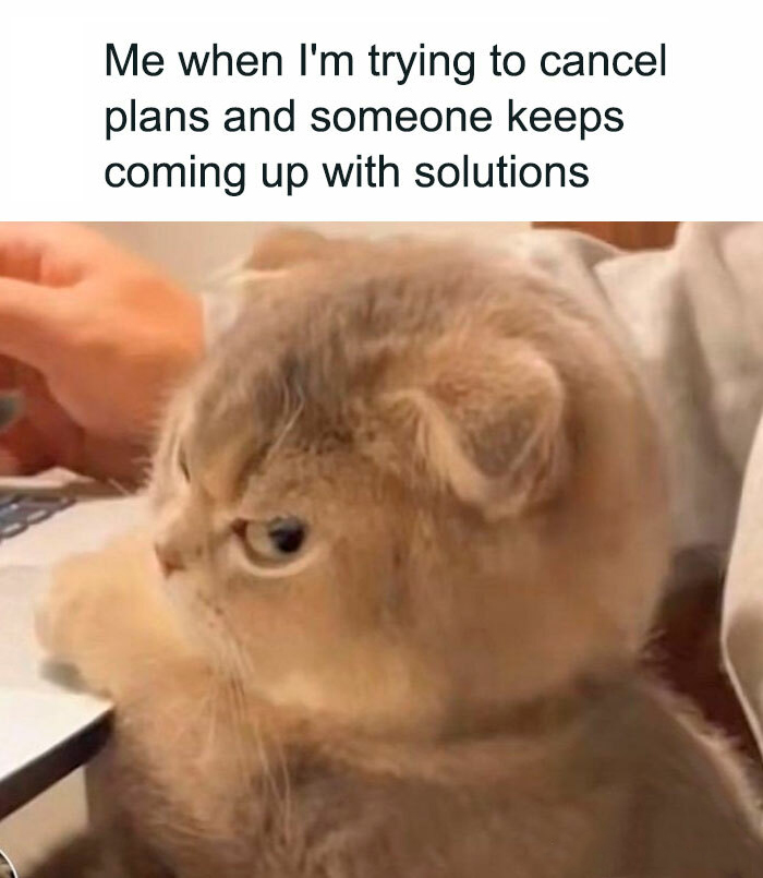 funny memes - photo caption - Me when I'm trying to cancel plans and someone keeps coming up with solutions