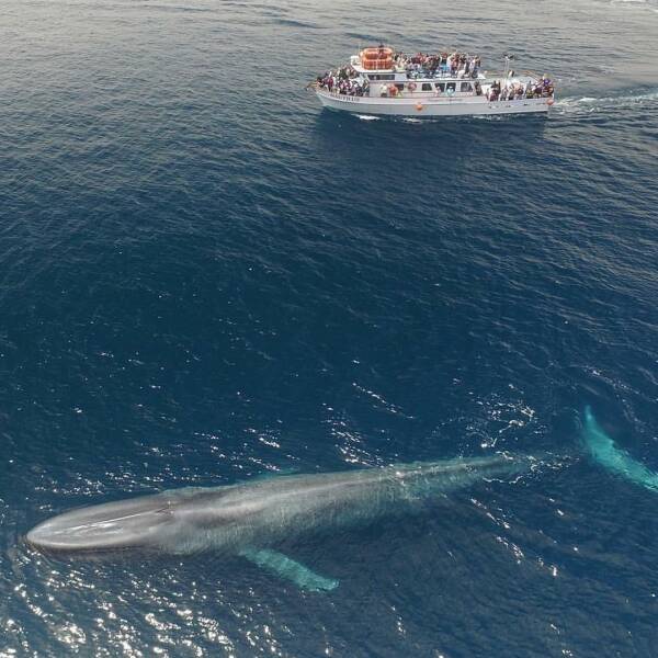 random pics - blue whale scale - That